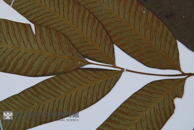 細柄雙蓋蕨藏品圖，第3張