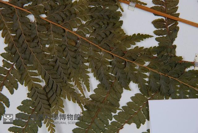 粗毛鱗蓋蕨藏品圖，第3張