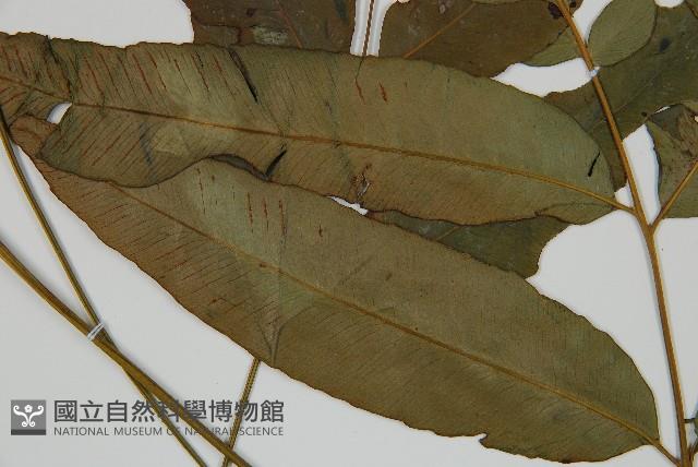 裂葉雙蓋蕨藏品圖，第3張