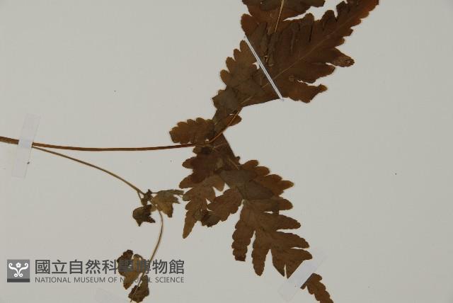 登錄號:P005457藏品圖，第3張