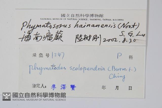 海南瘤蕨藏品圖，第2張