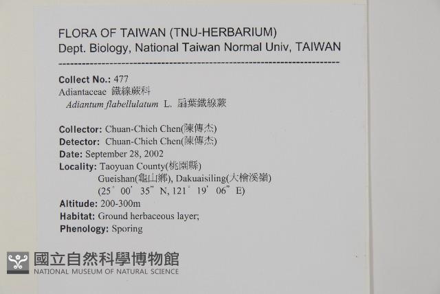 扇葉鐵線蕨藏品圖，第2張