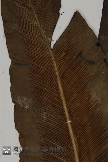 山蘇花藏品圖，第3張