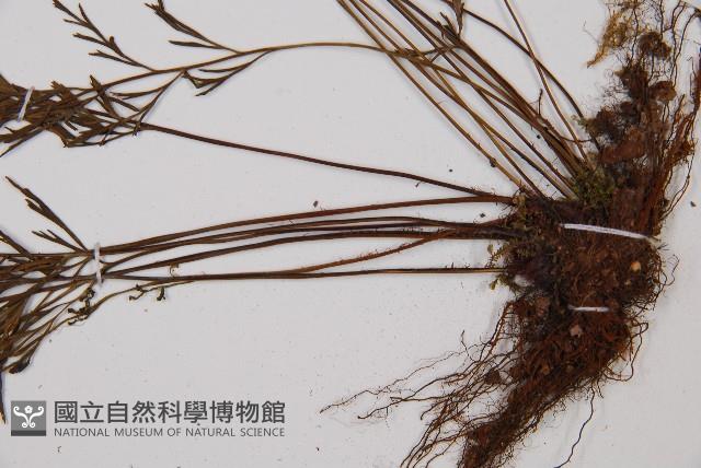 威氏鐵角蕨藏品圖，第3張