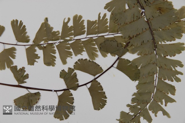 梅山鐵線蕨藏品圖，第6張