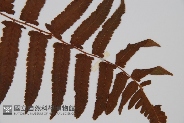 菜蕨藏品圖，第3張