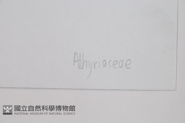 膜葉冷蕨藏品圖，第3張