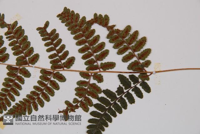 小葉蹄蓋蕨藏品圖，第3張