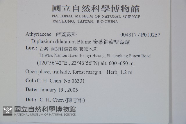廣葉鋸齒雙蓋蕨藏品圖，第2張