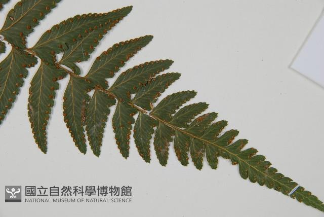 羽葉鱗蓋蕨藏品圖，第3張