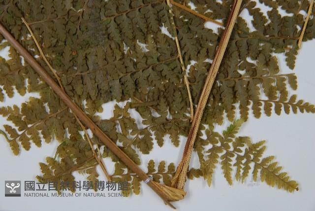 刺柄碗蕨藏品圖，第3張