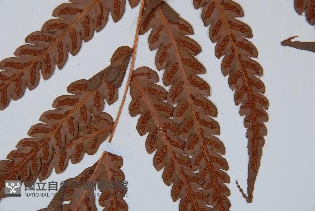 日本狗脊蕨藏品圖，第3張