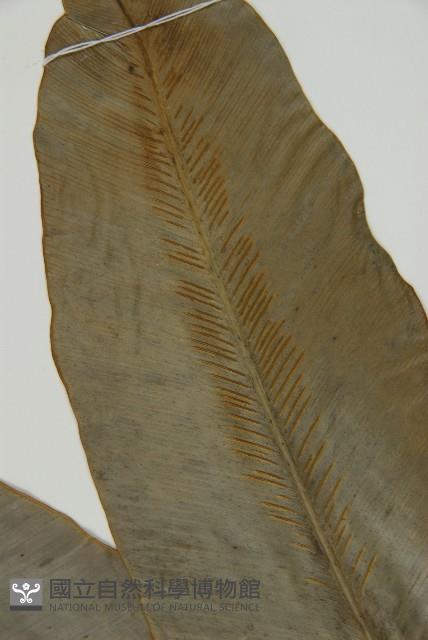 臺灣山蘇花藏品圖，第3張