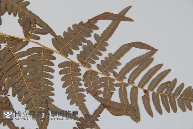 蕨藏品圖，第3張