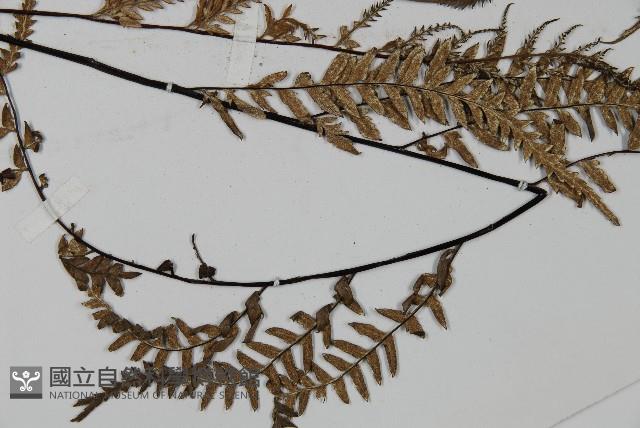 粉葉蕨藏品圖，第3張