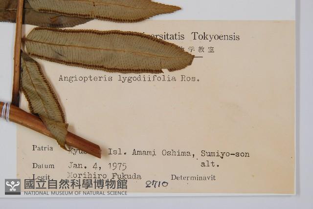 觀音座蓮藏品圖，第2張