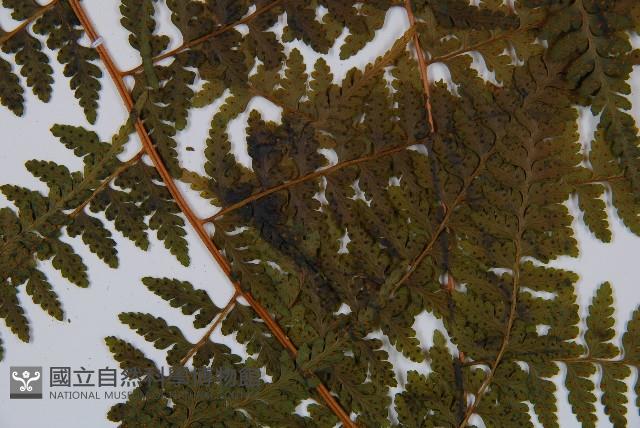 熱帶鱗蓋蕨藏品圖，第3張