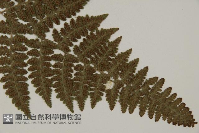 腫足蕨藏品圖，第3張