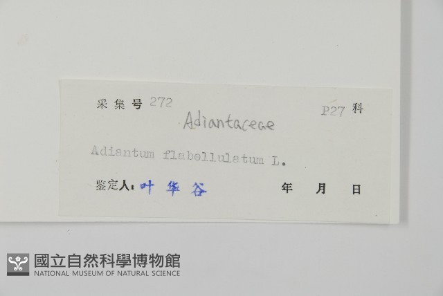 扇葉鐵線蕨藏品圖，第2張