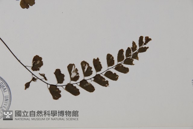 半月形鐵線蕨藏品圖，第3張