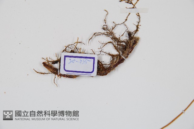 海州骨碎補藏品圖，第3張