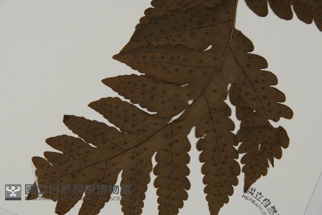 陰地三叉蕨藏品圖，第3張