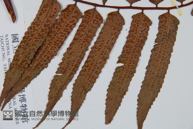 黑桫蕨藏品圖，第6張
