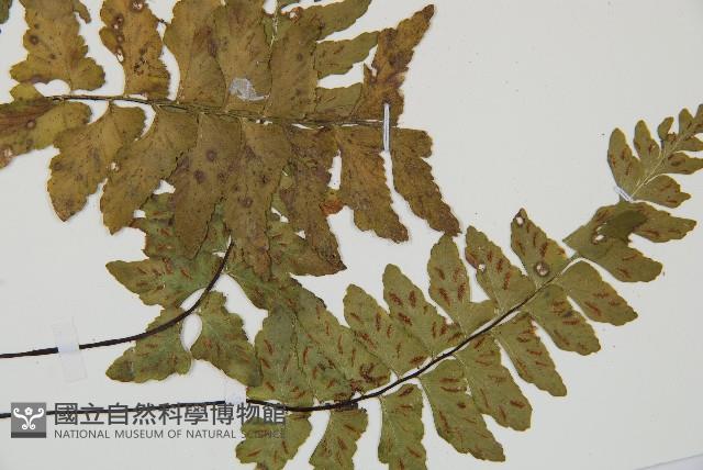 小鐵角蕨藏品圖，第3張