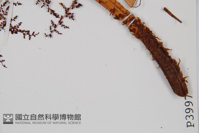 鳳尾蕨藏品圖，第3張