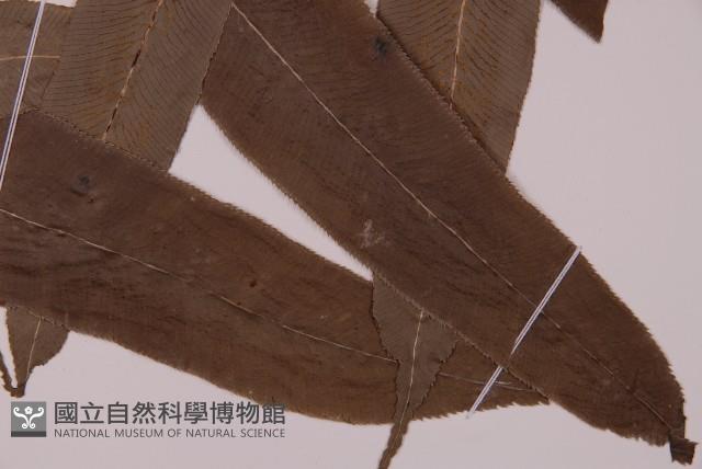 華鳳丫蕨藏品圖，第3張