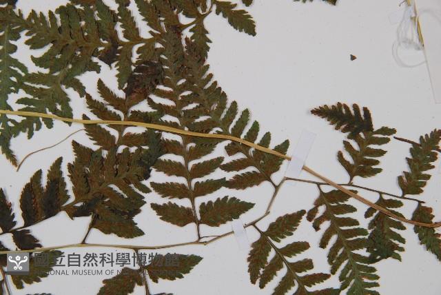 日本蹄蓋蕨藏品圖，第3張