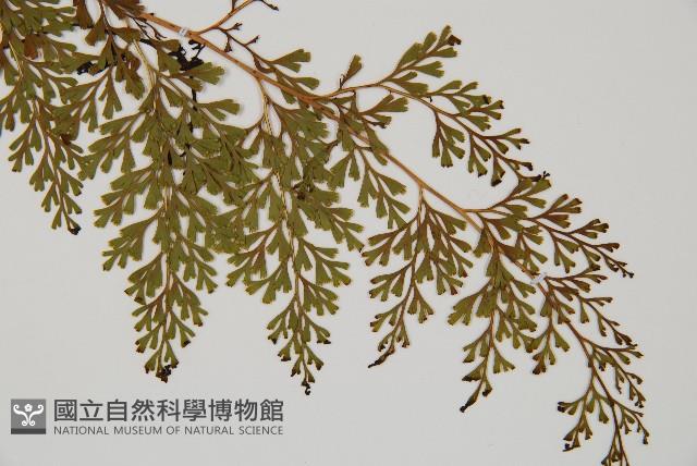 烏蕨藏品圖，第3張