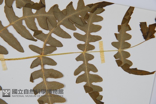 栗蕨藏品圖，第3張