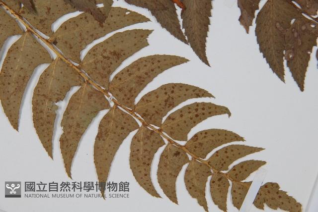 鐮羽貫眾藏品圖，第3張