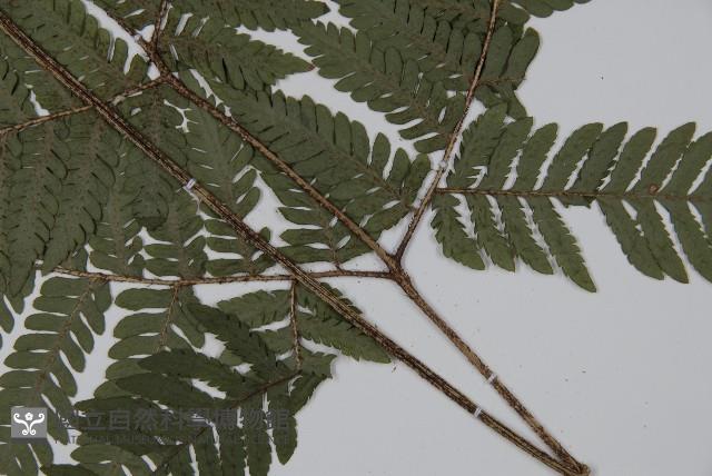 肋毛蕨藏品圖，第3張