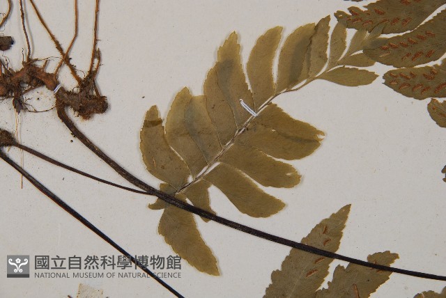 單邊鐵角蕨藏品圖，第3張