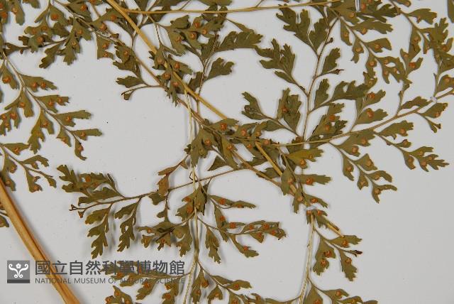 大膜蓋蕨藏品圖，第3張