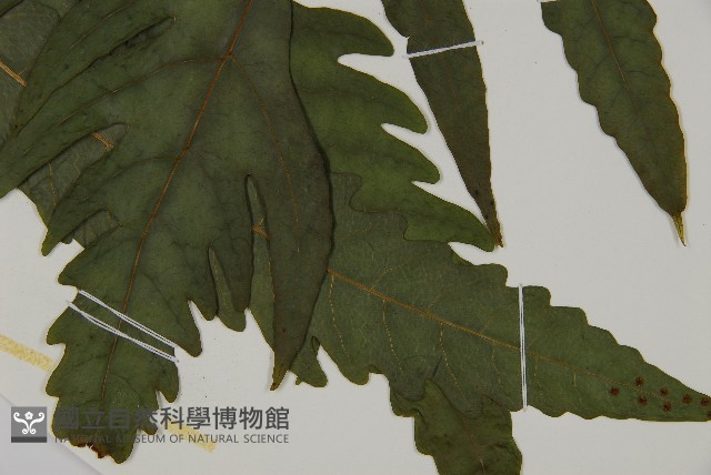 蛇脈三叉蕨藏品圖，第3張