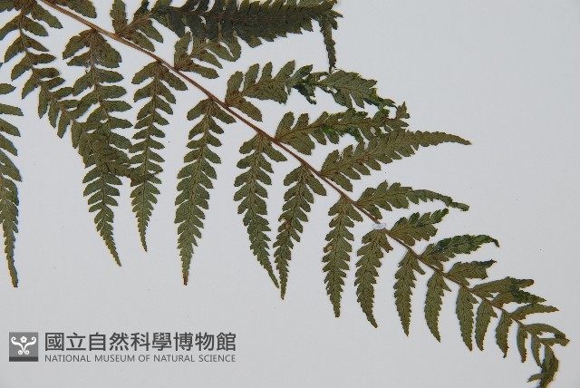 禾稈蹄蓋蕨藏品圖，第3張