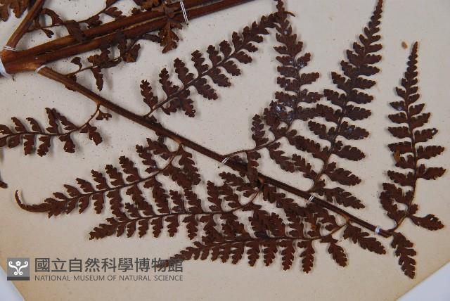 熱帶鱗蓋蕨藏品圖，第3張