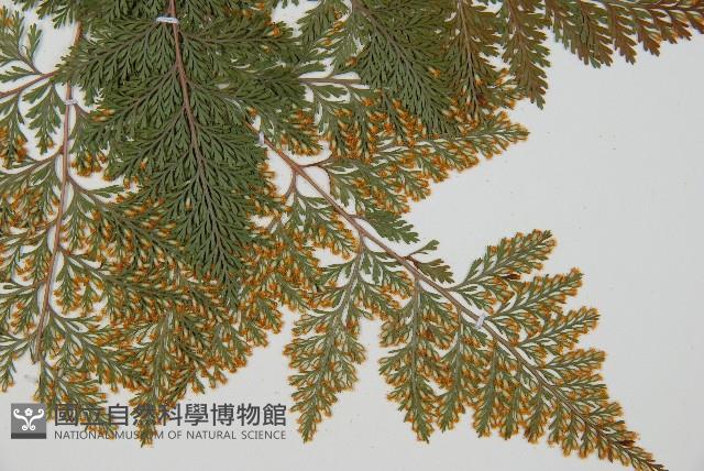 海州骨碎補藏品圖，第6張