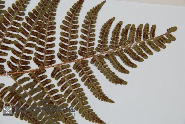 闊鱗鱗毛蕨藏品圖，第3張