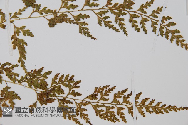 溪洞碗蕨藏品圖，第2張