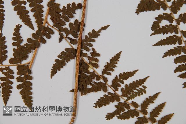 刺柄碗蕨藏品圖，第3張