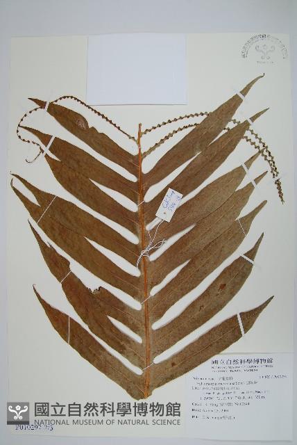 連珠蕨藏品圖，第3張