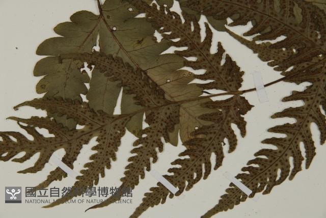 屏東擬肋毛蕨藏品圖，第3張