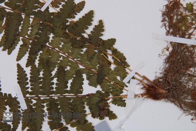 麥稈蹄蓋蕨藏品圖，第3張