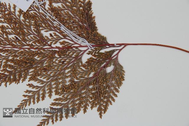 海州骨碎補藏品圖，第3張