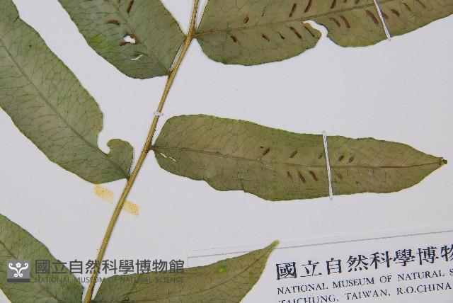 腸蕨藏品圖，第3張