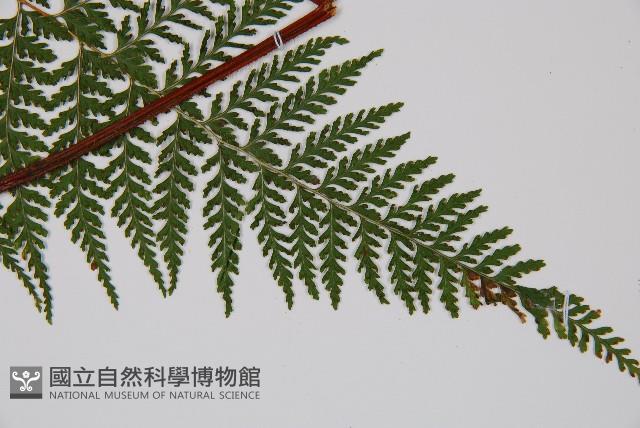 碗蕨藏品圖，第3張